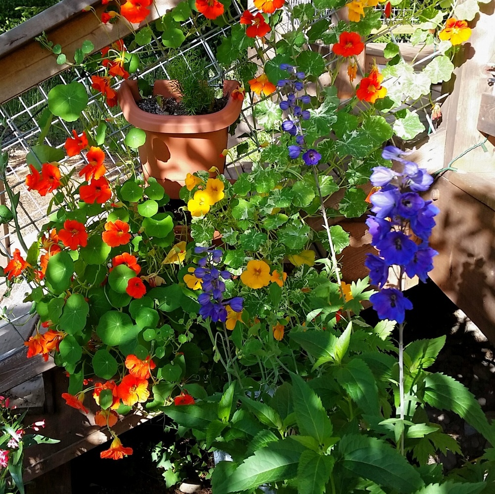 Meet your Posher, Sasha